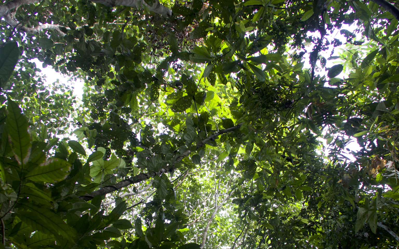 The State of Voluntary Carbon Markets in 2026