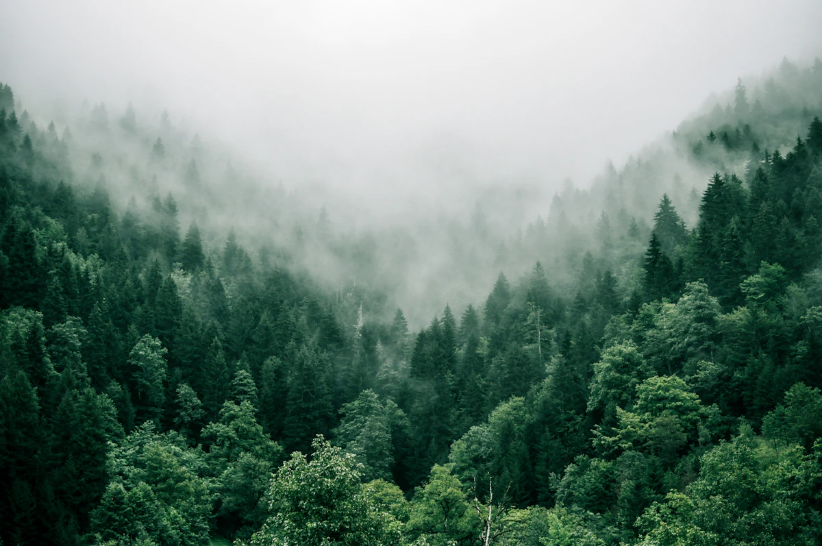 Misty forest canopy