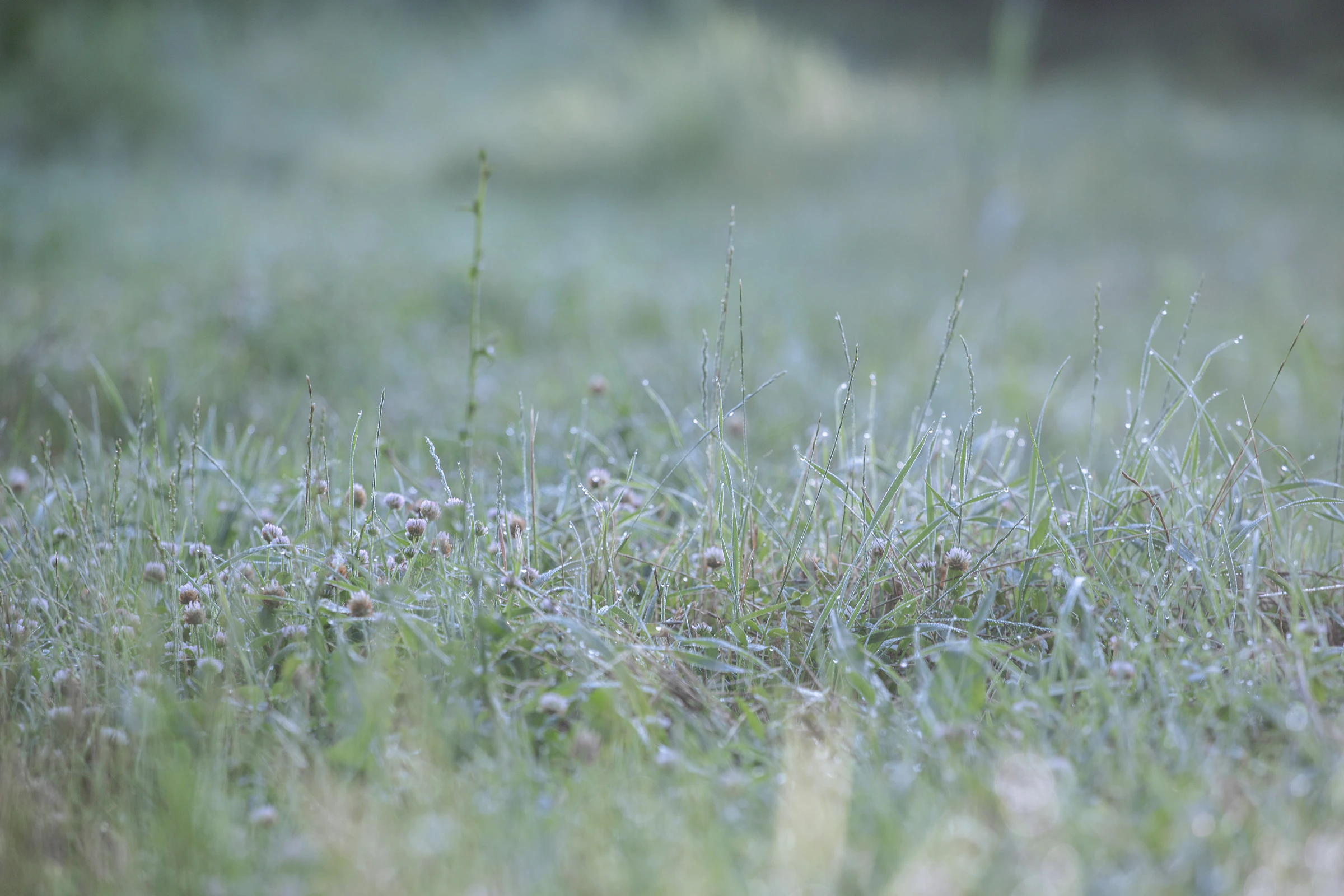 Misty morning meadow