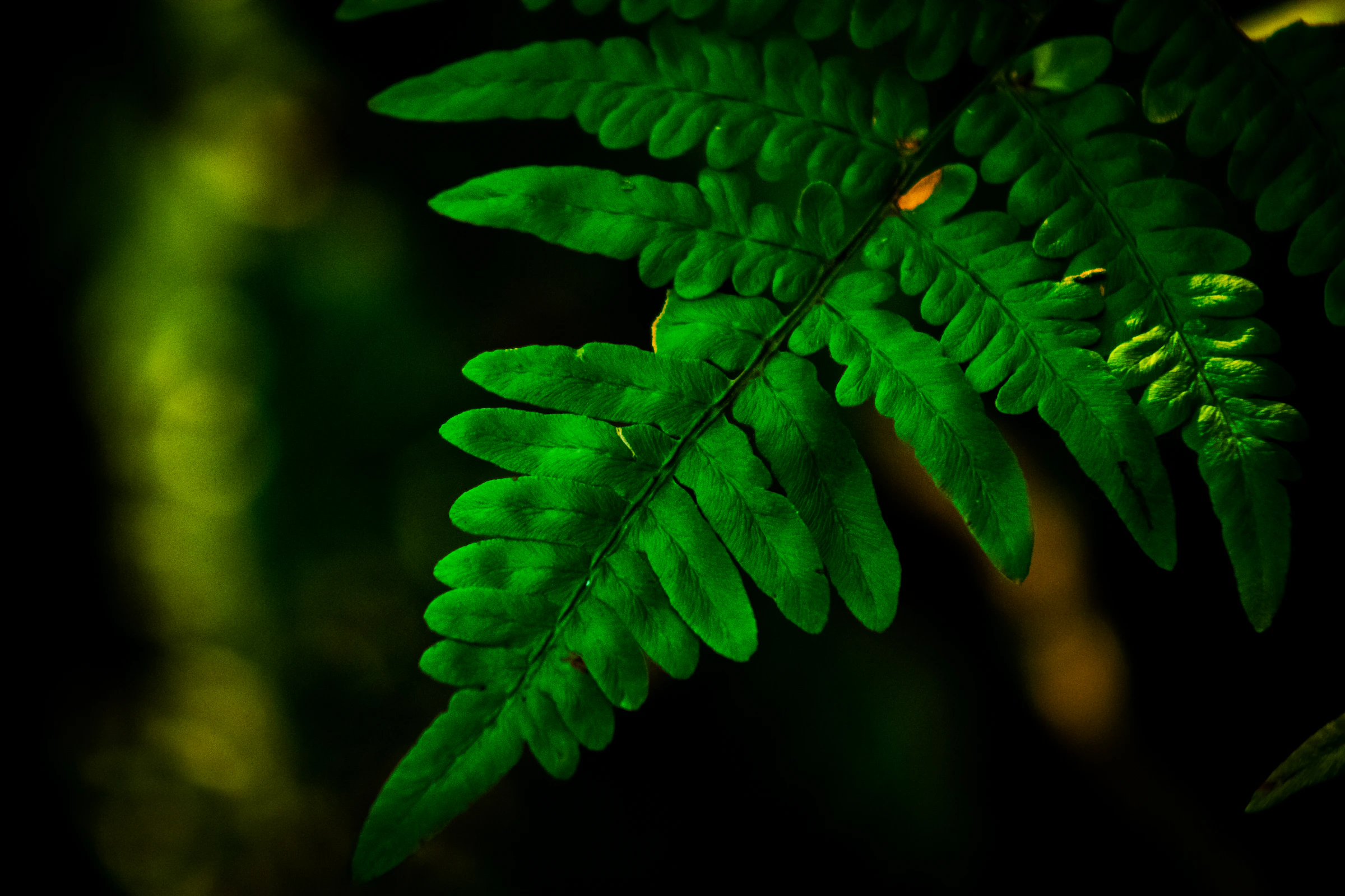 Close-up of green fern leaves
