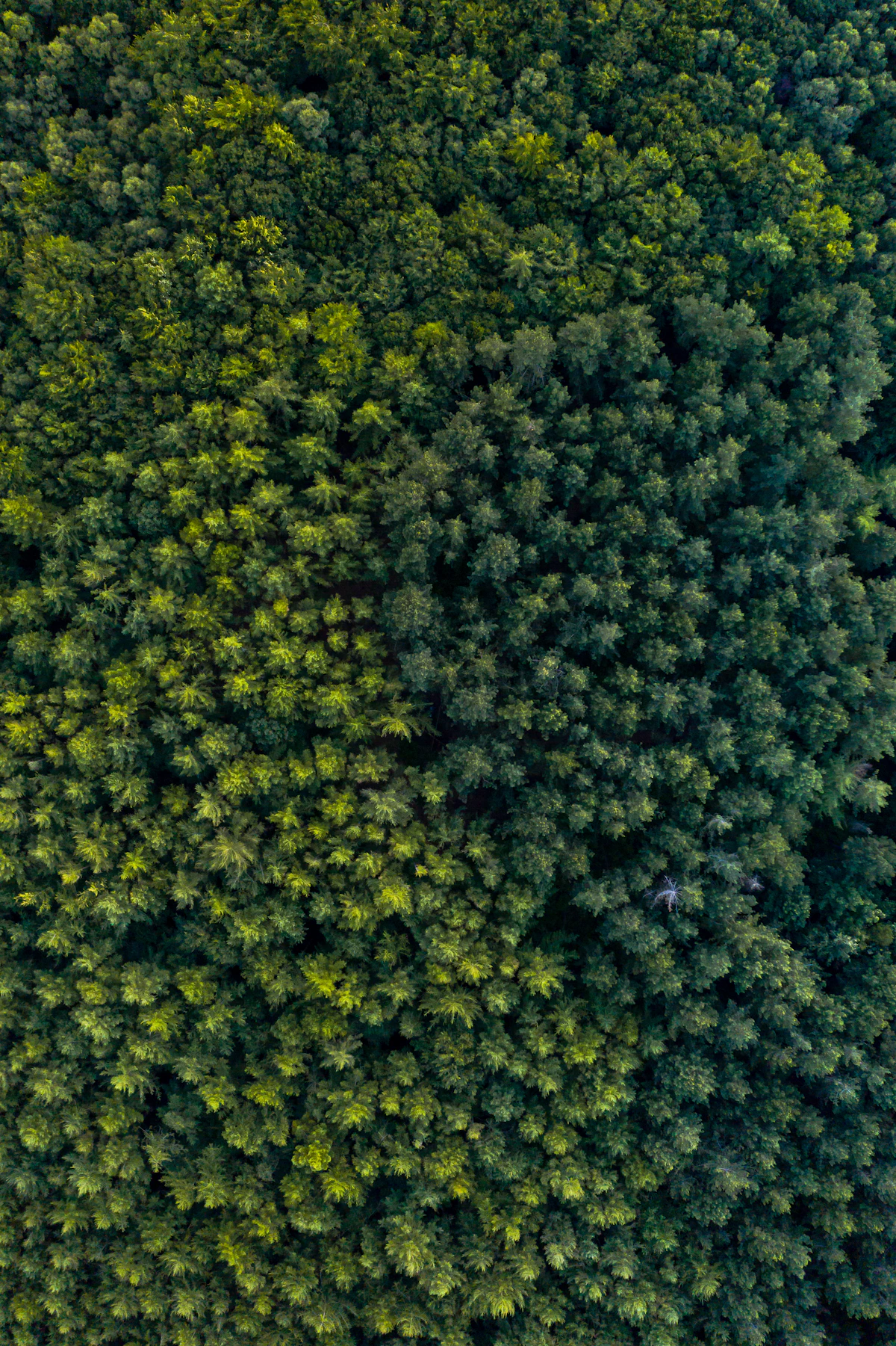 Aerial view of dense green forest canopy