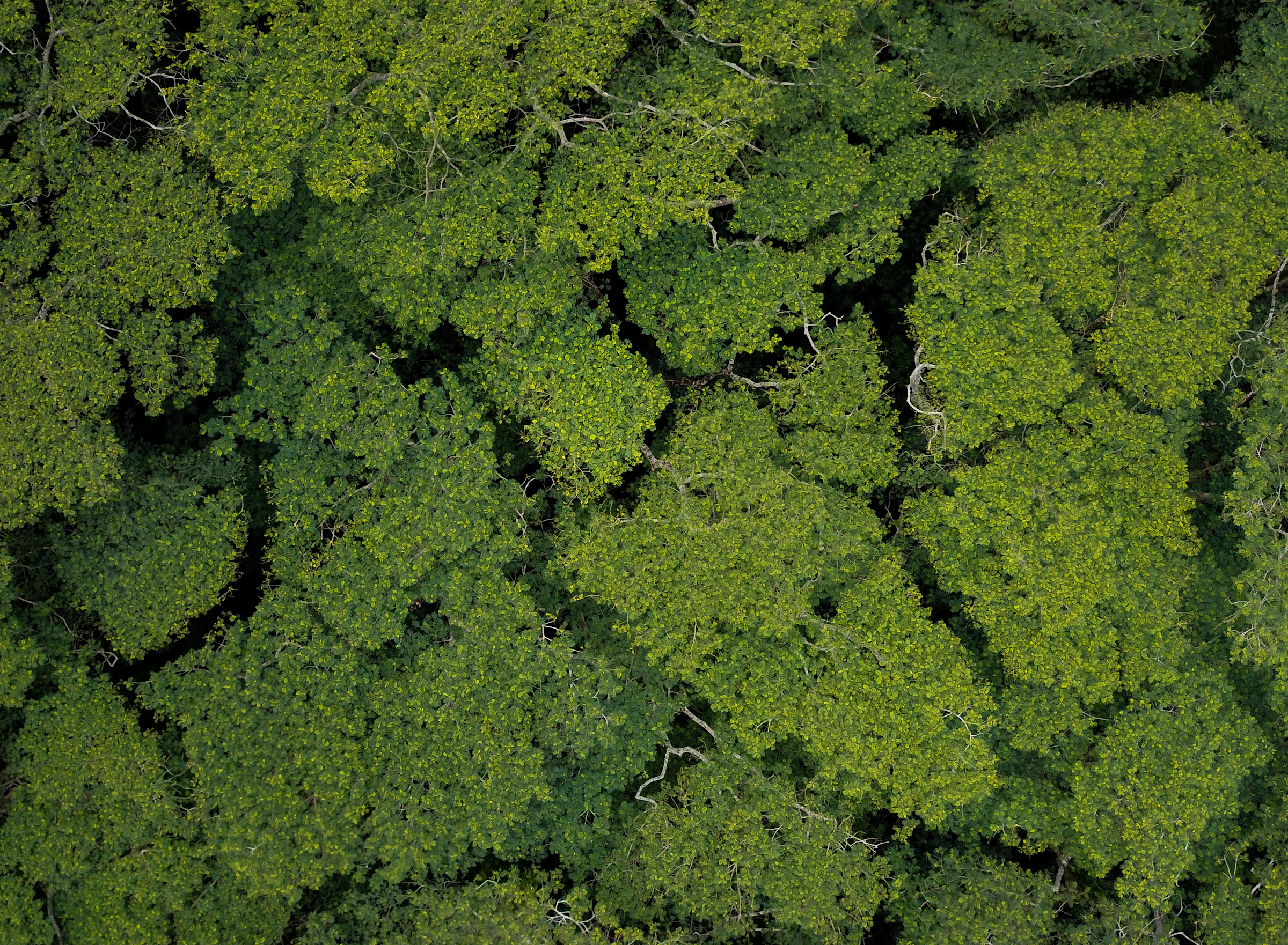 Aerial view of dense forest canopy